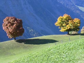 Bergahorn "Herbstfärbung" Bergahorn "Herbstfärbung"